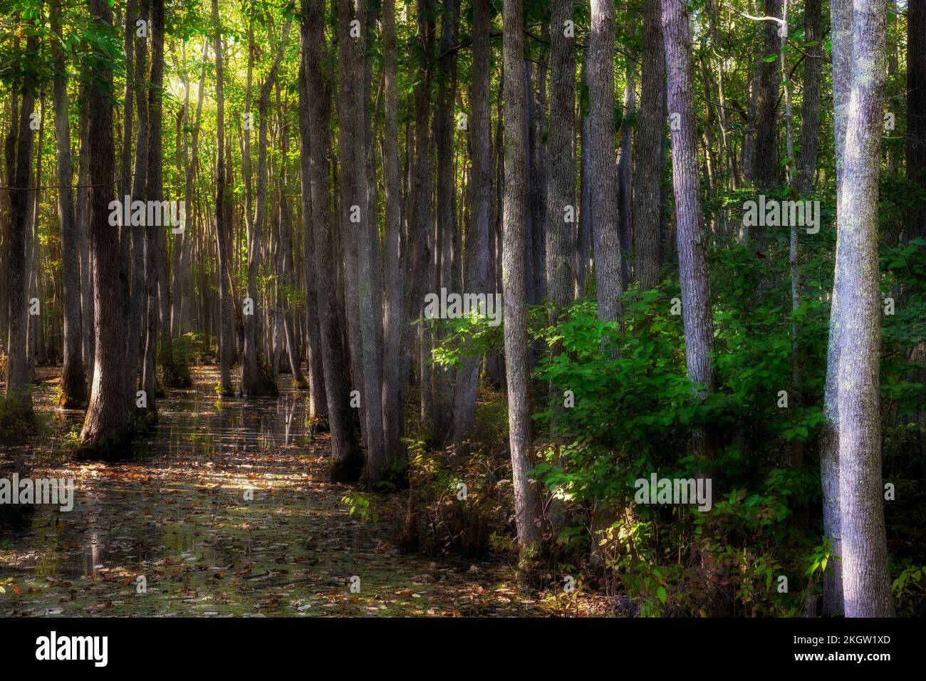 La lumière du soleil se filtre à travers les arbres qui poussent dans le marécage de Ghost River à Moscou, Tennessee. Banque D'Images