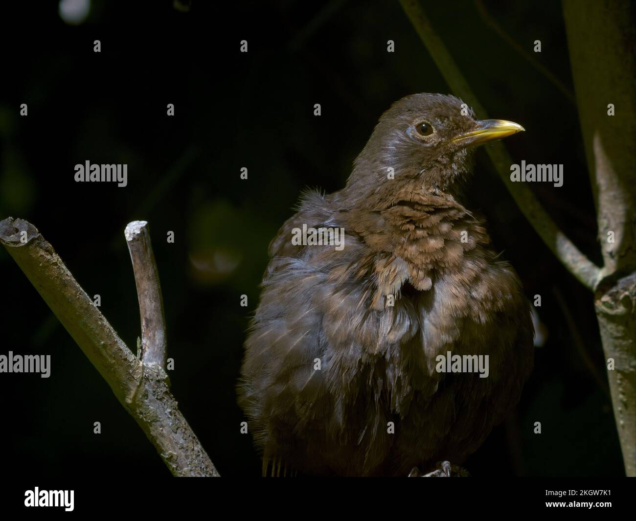 Le mérule commun (Turdus merula) s'étaler sur la souche d'arbre ensoleillée dans la sous-croissance après avoir pris un bain Banque D'Images