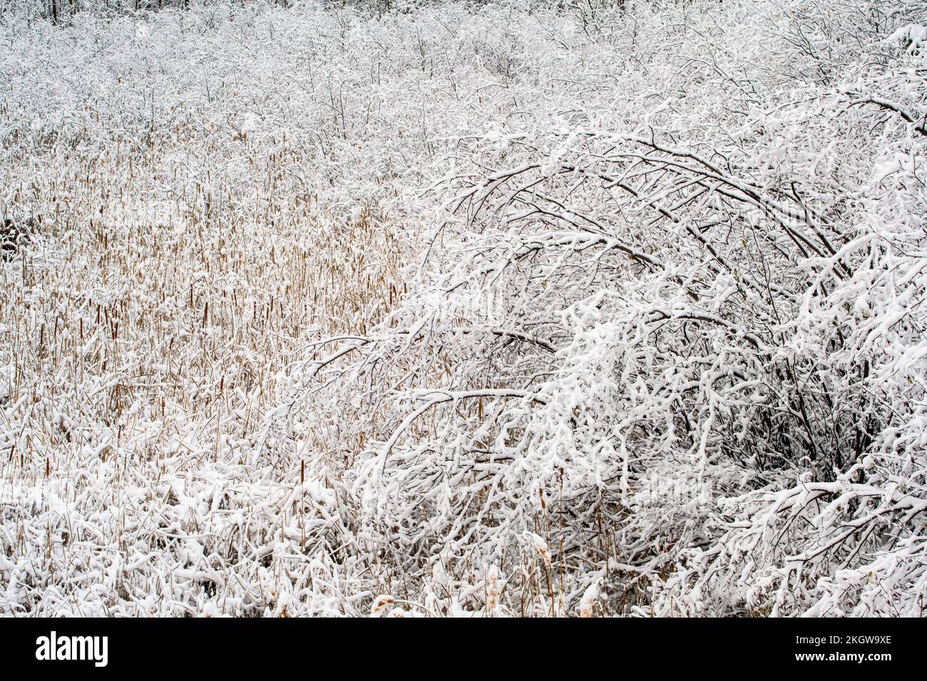 Végétation des marais dans la neige au début, Grand Sudbury, Ontario, Canada Banque D'Images