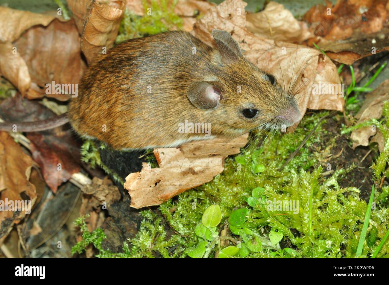 souris des bois Banque D'Images