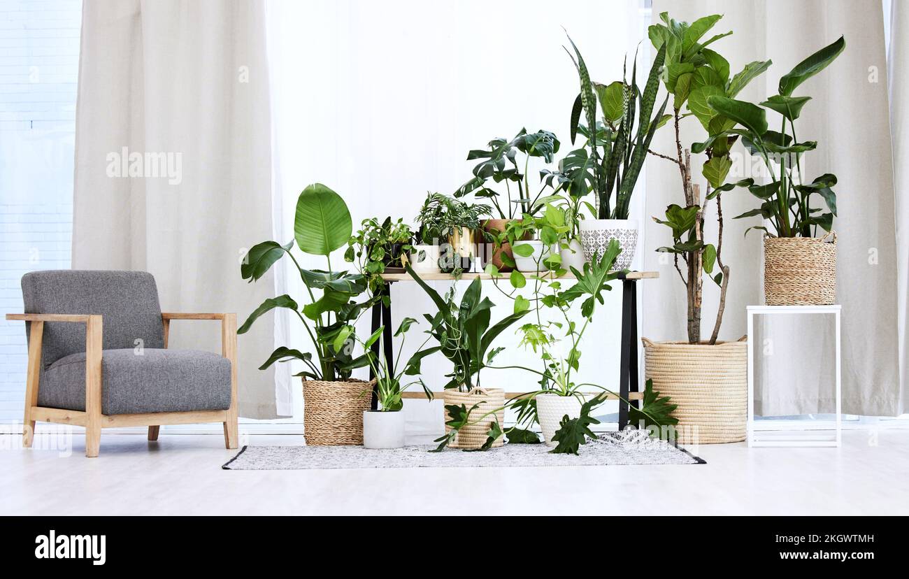 Salon, jardin intérieur et plantes pour le design intérieur, la nature et la maison saine avec canapé moderne. Salon, aménagement intérieur et canapé avec plante Banque D'Images