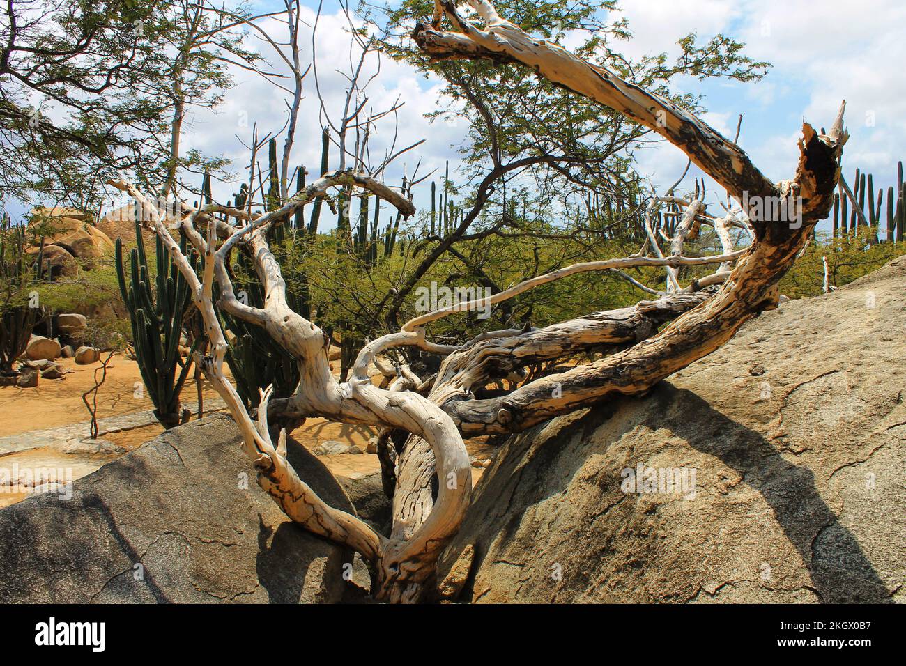 Arbres qui poussent parmi les rochers, formation de Casibari Rock, Aruba Banque D'Images
