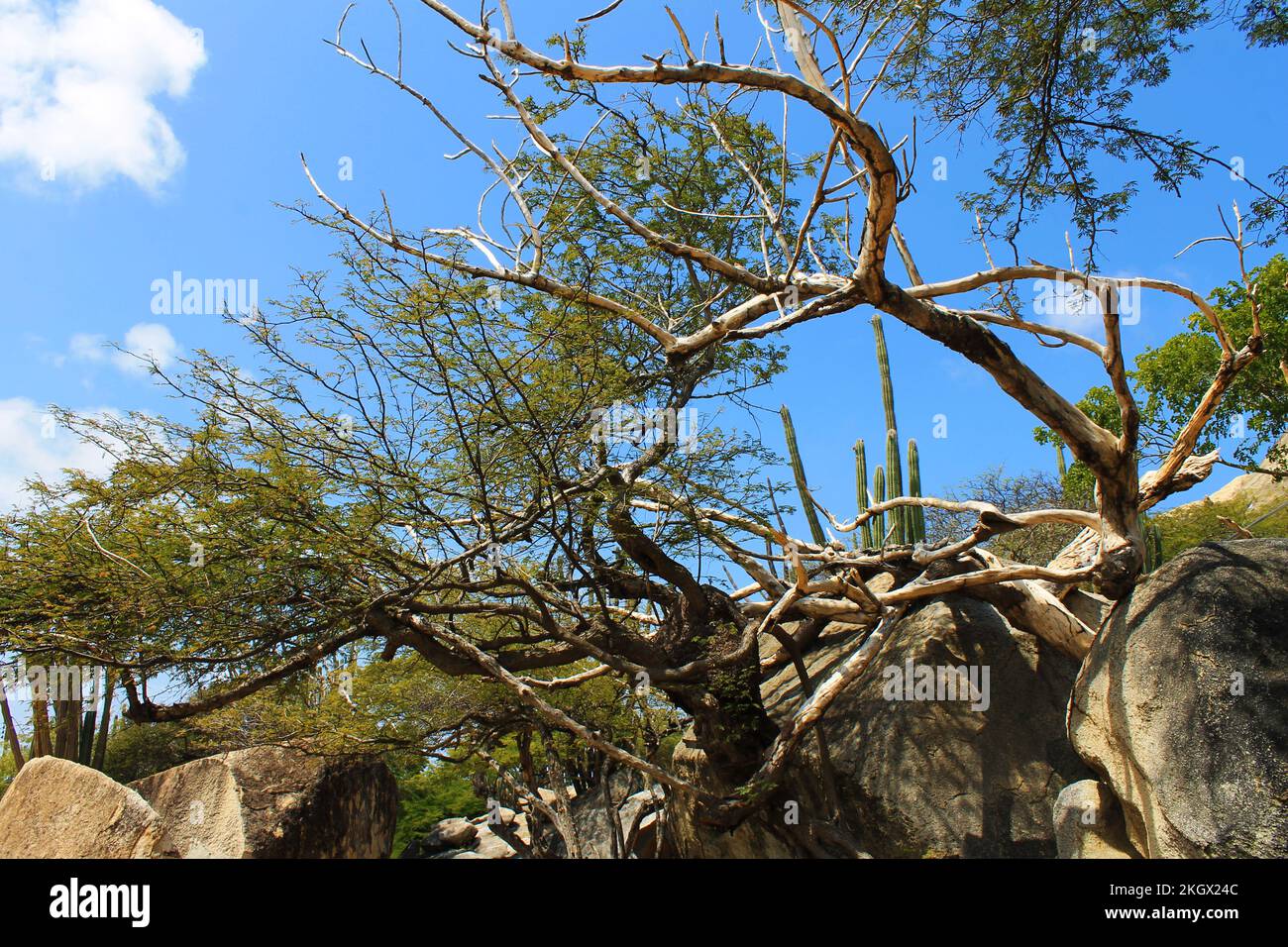 Arbres qui poussent parmi les rochers, formation de Casibari Rock, Aruba Banque D'Images