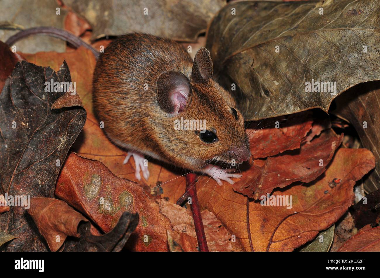 souris des bois Banque D'Images