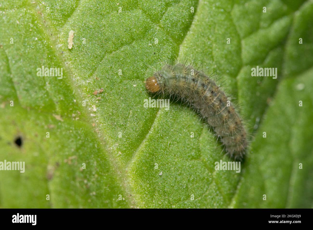 Duc de Bourgogne (Hamearis lucina) caterpillar sur le cowslip (Primula veris). West Sussex, Royaume-Uni. Banque D'Images