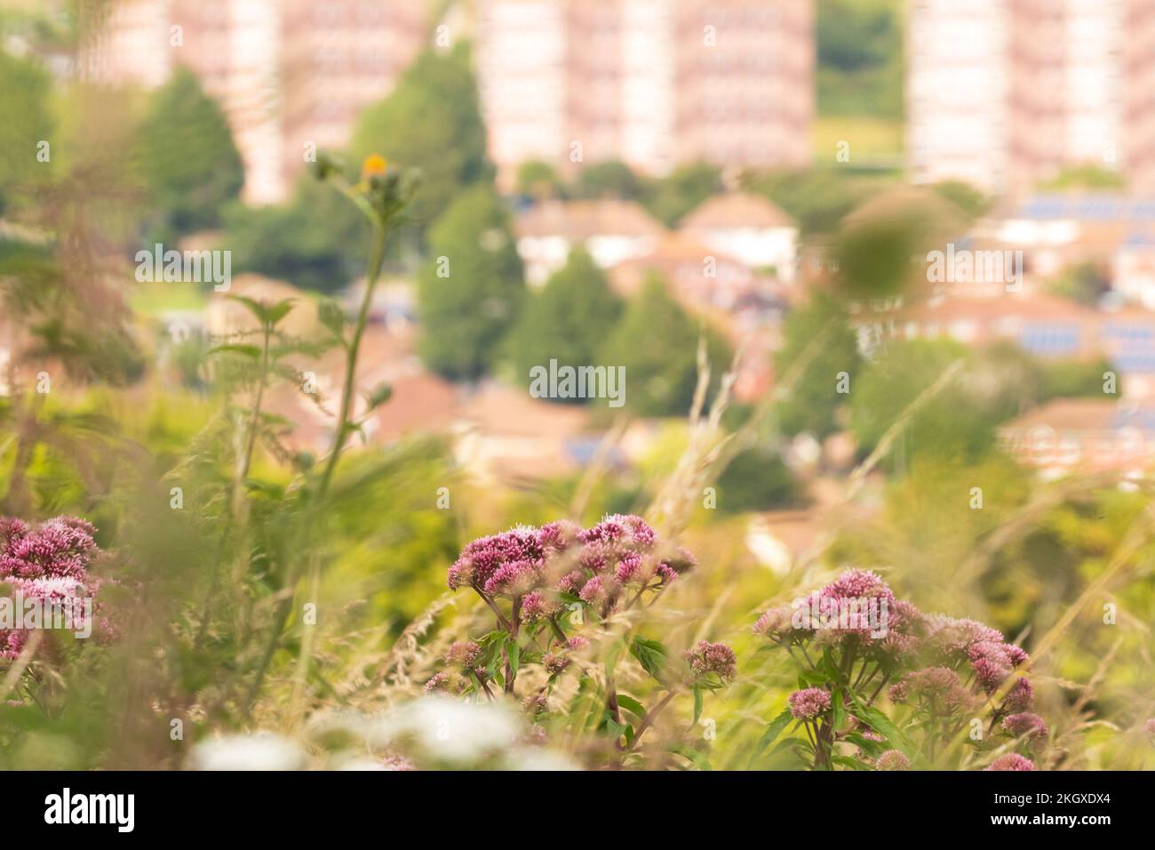 Whitehawk Estate de Whitehawk Hill. Brighton, Sussex, Royaume-Uni. Banque D'Images