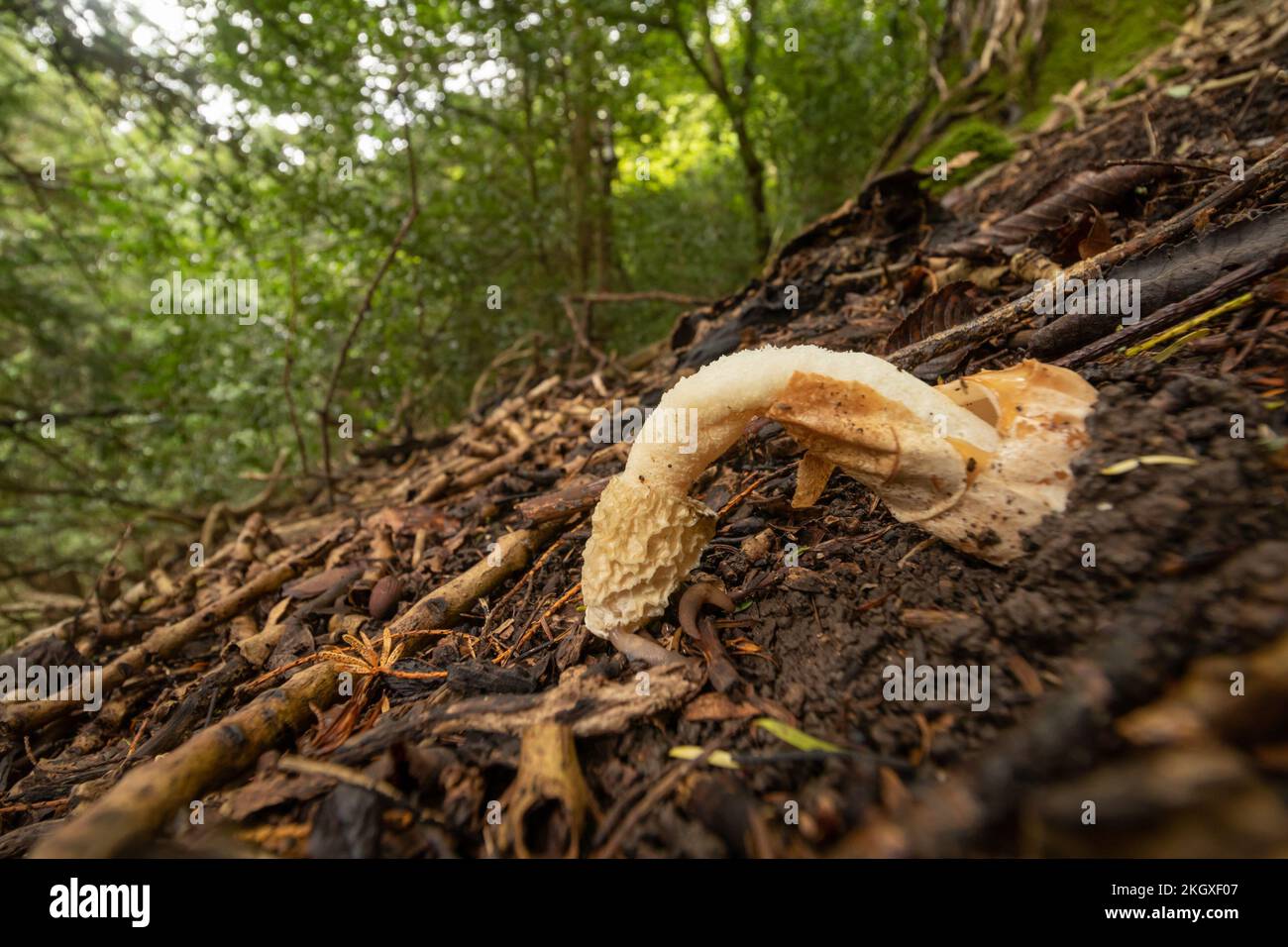 Stinkhorn (Phallus impudicus). Hampshire, Royaume-Uni. Banque D'Images