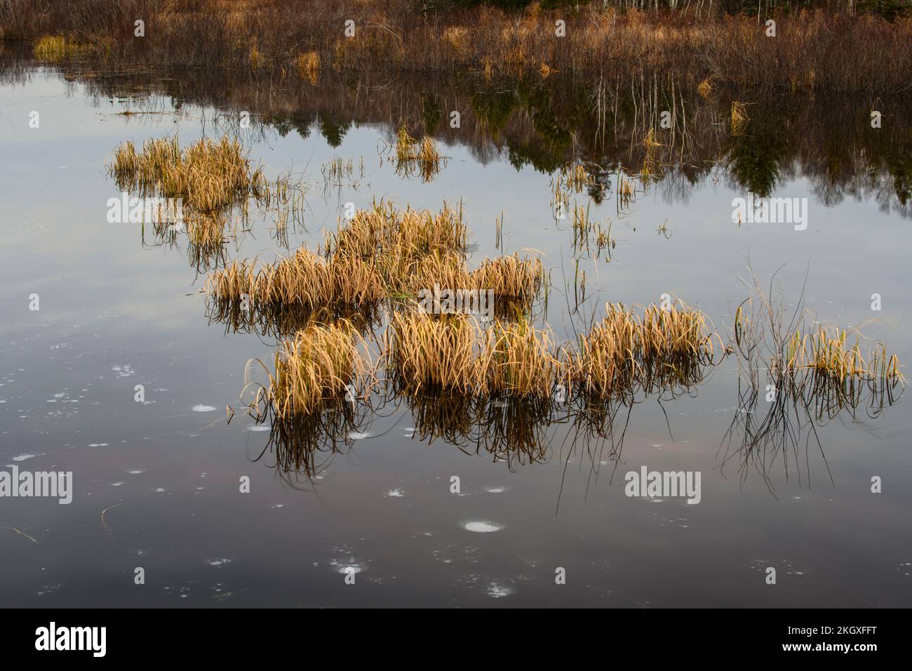 Réflexions de novembre dans un étang de castors à l'aube, Grand Sudbury, Ontario, Canada Banque D'Images