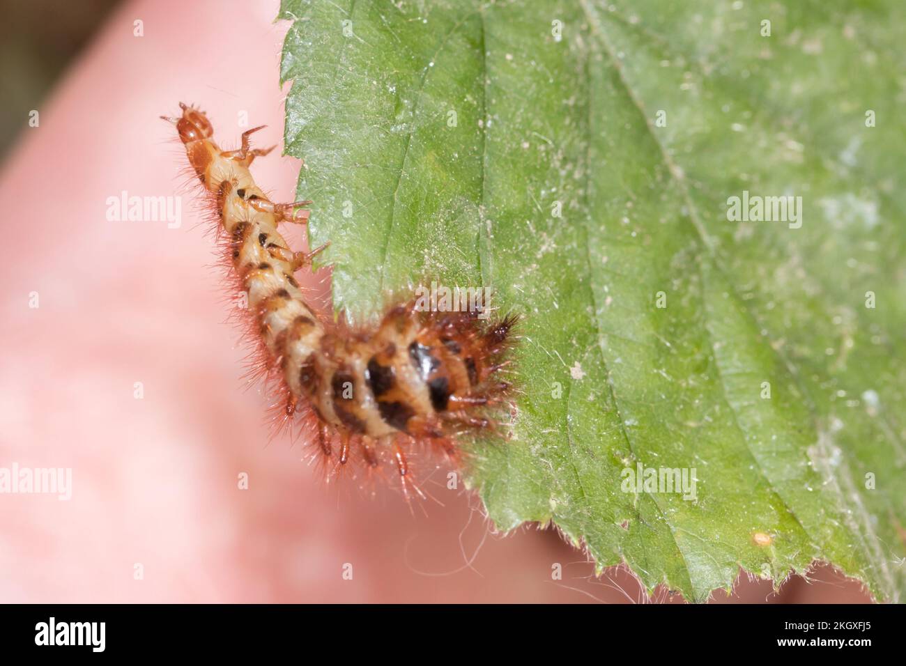 Drilus flavescens scarabée larve. Sussex, Royaume-Uni. Banque D'Images