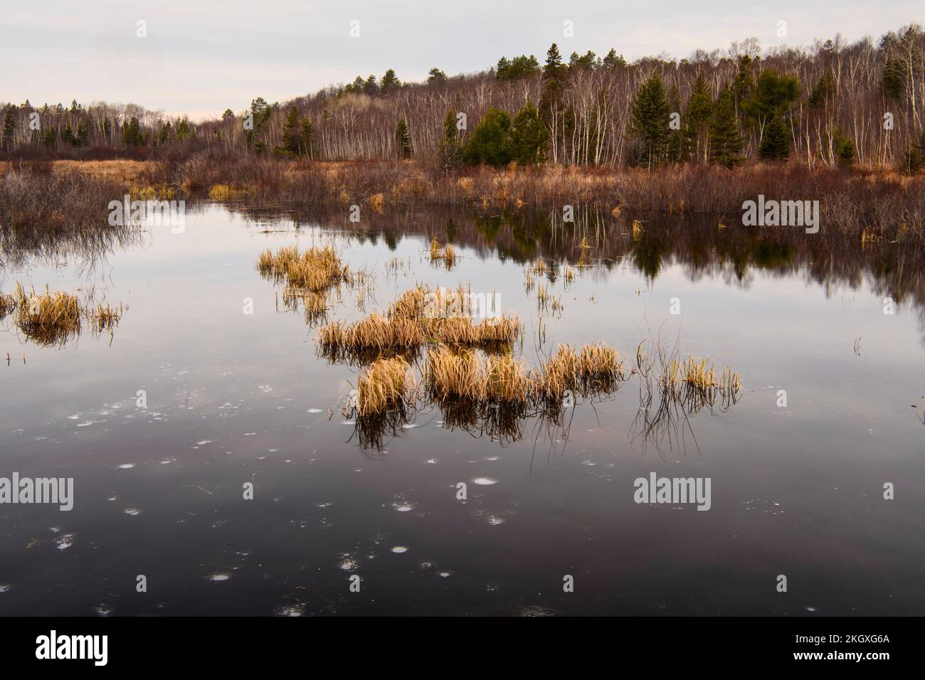 Réflexions de novembre dans un étang de castors à l'aube, Grand Sudbury, Ontario, Canada Banque D'Images