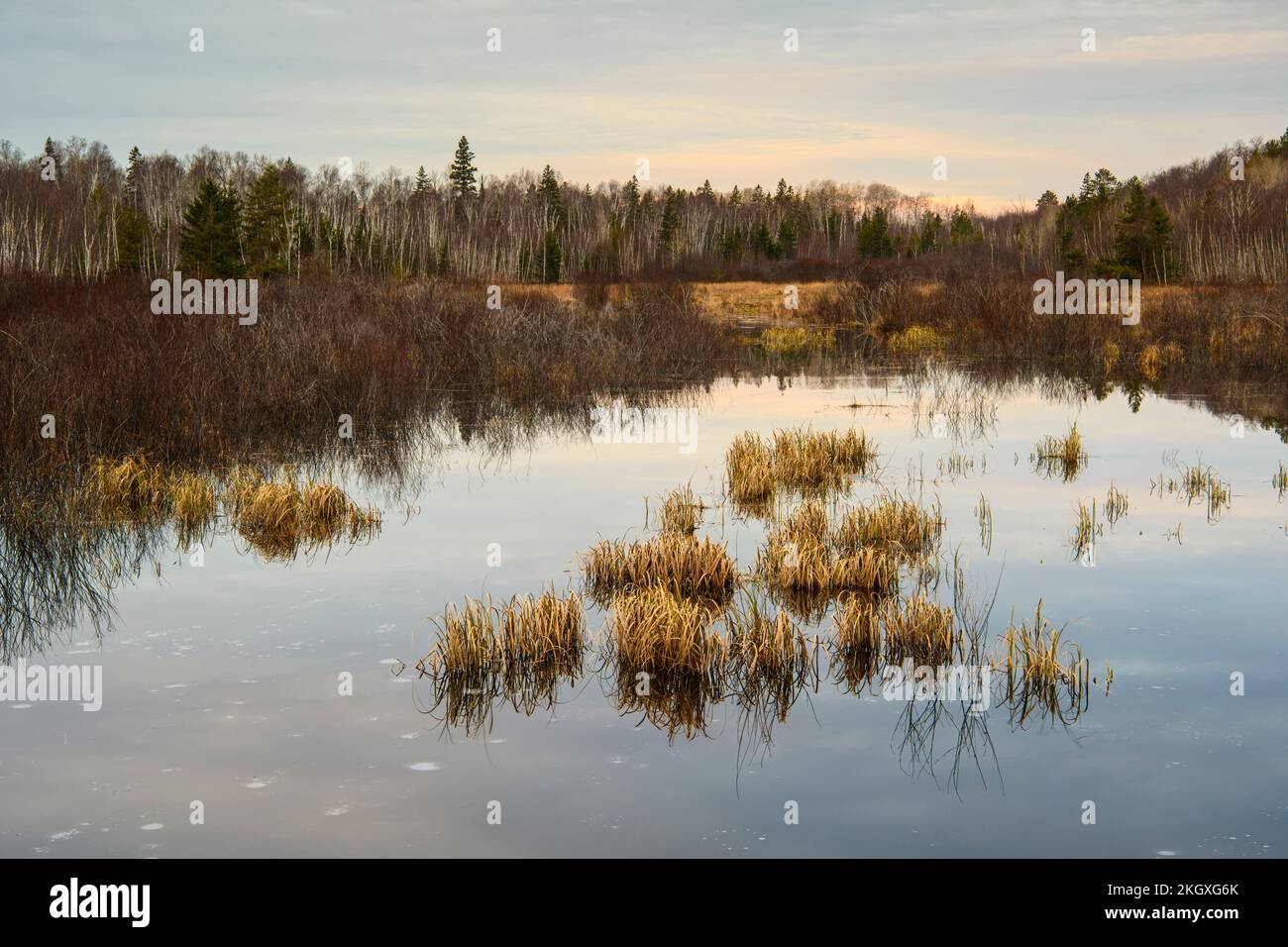 Réflexions de novembre dans un étang de castors à l'aube, Grand Sudbury, Ontario, Canada Banque D'Images