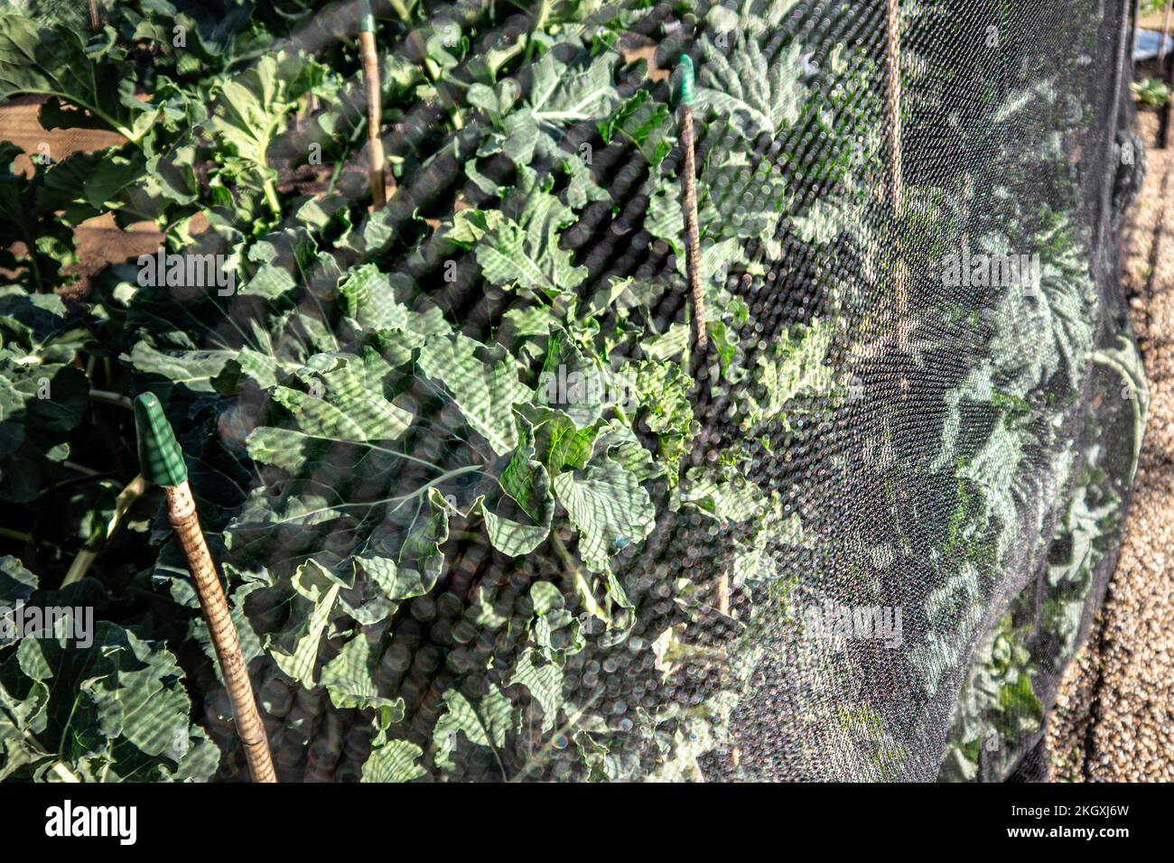 BROCOLI pourpre sparting 'Claret' Brassica oleracea Italica avec enviromesh filet protection dans le jardin de cuisine de Surrey UK Broccoli Claret est un hybride vigoureux et à haut rendement moderne comestible légumes sains Banque D'Images