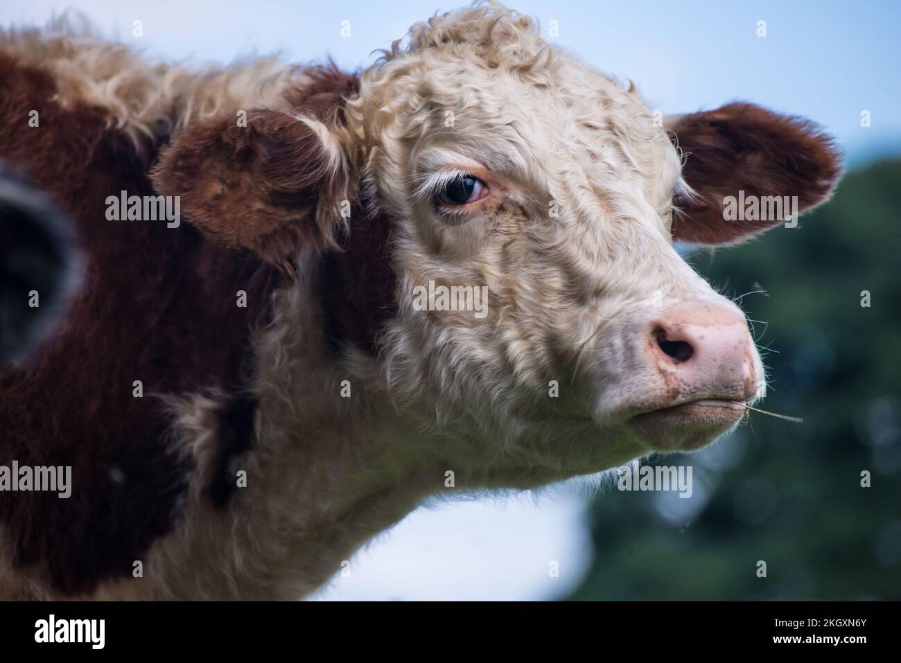 Portrait d'une vache Hereford Banque D'Images