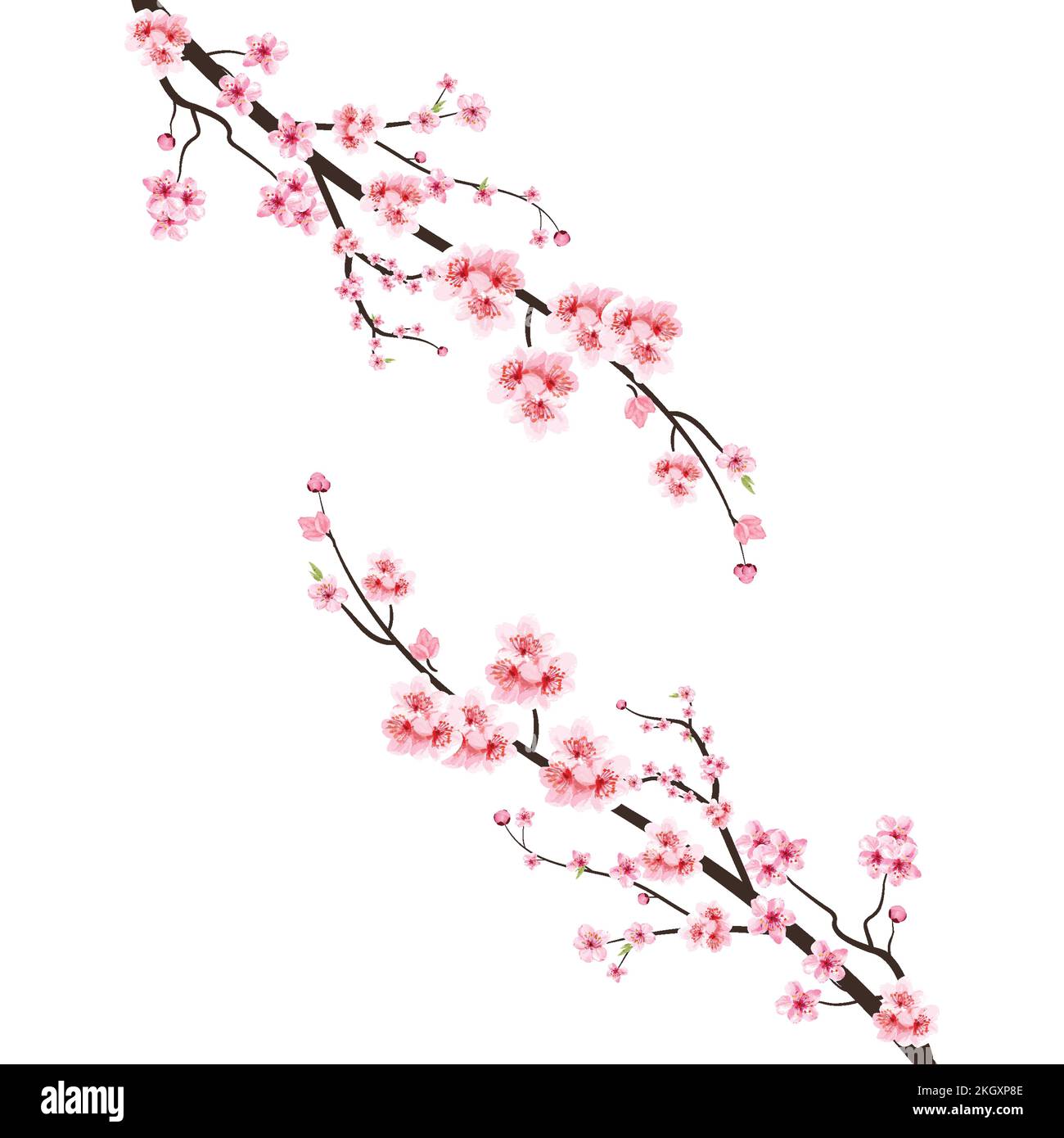 Fleur de cerisier et fleur aquarelle de Sakura. Vecteur de cerisier ...