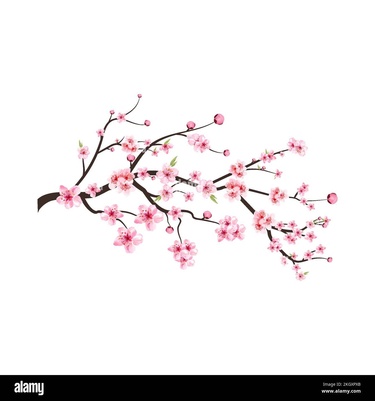 Fleur de cerisier fleur vecteur de floraison. Branche de fleur de cerisier avec fleur de sakura. Fond rose de fleur de sakura. Sakura sur fond blanc. Aquarelle Illustration de Vecteur