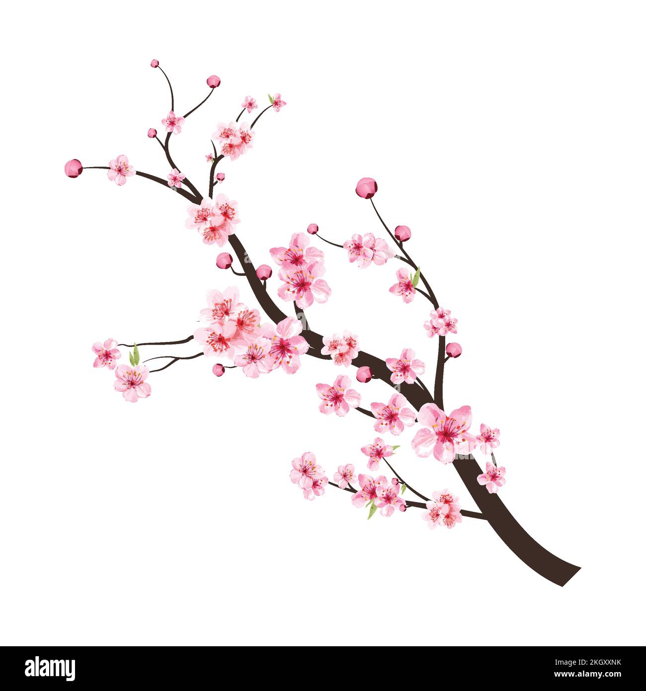 Sakura sur fond blanc. Vecteur fleur de cerisier aquarelle. Fond rose de fleur de sakura. Fleur de cerisier fleur vecteur de floraison. Soutien-gorge à fleurs de cerisier Illustration de Vecteur