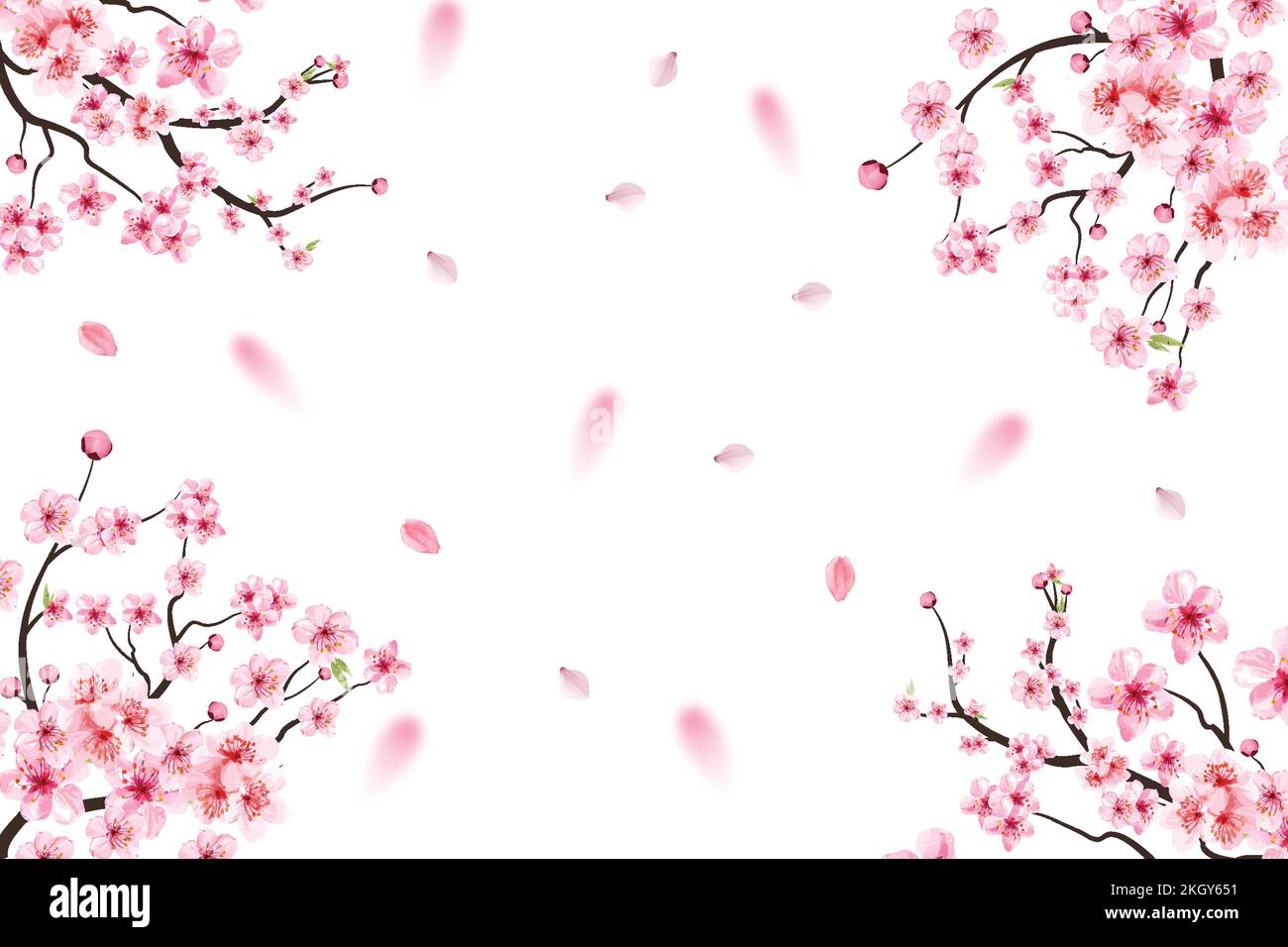 Fleur de cerisier avec vecteur de fleur Sakura rose. Chute de la feuille de Sakura rose. Branche Sakura avec fleur d'aquarelle en fleurs. Chute des feuilles de cerisiers en fleurs. Illustration de Vecteur