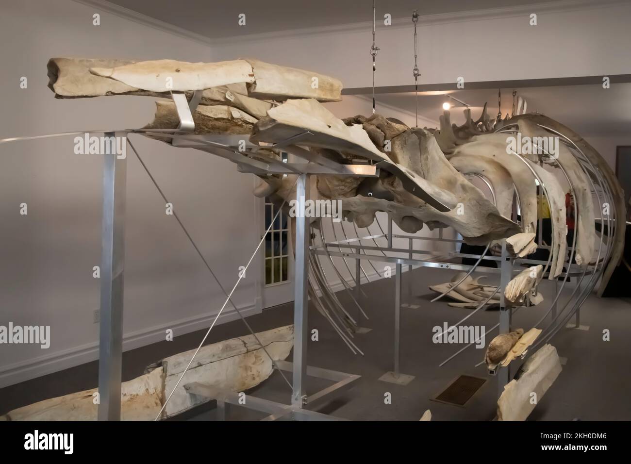 Squelette de la baleine noire, Whaling Museum, Red Bay, Labrador, Canada Banque D'Images