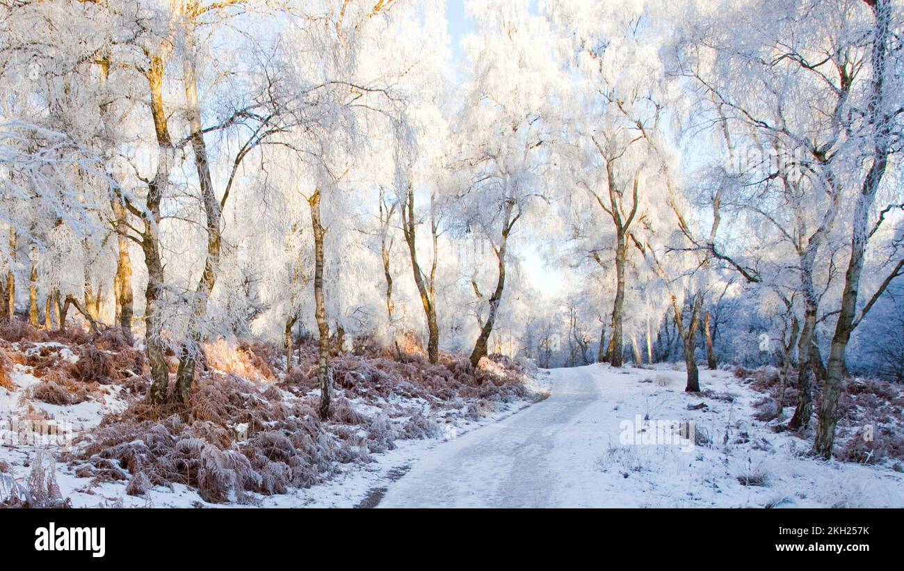 Belle scène d'hiver le long de Staffordshire Way chemin Sherbrook Valley région au début de l'hiver Cannock Chase Country Park AONB (région d'une nature exceptionnelle Banque D'Images