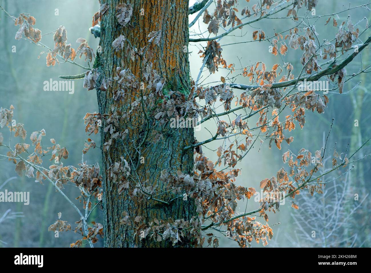 Couleur d'hiver du chêne sur la zone de Cannock Chase d'une beauté naturelle exceptionnelle en hiver Banque D'Images