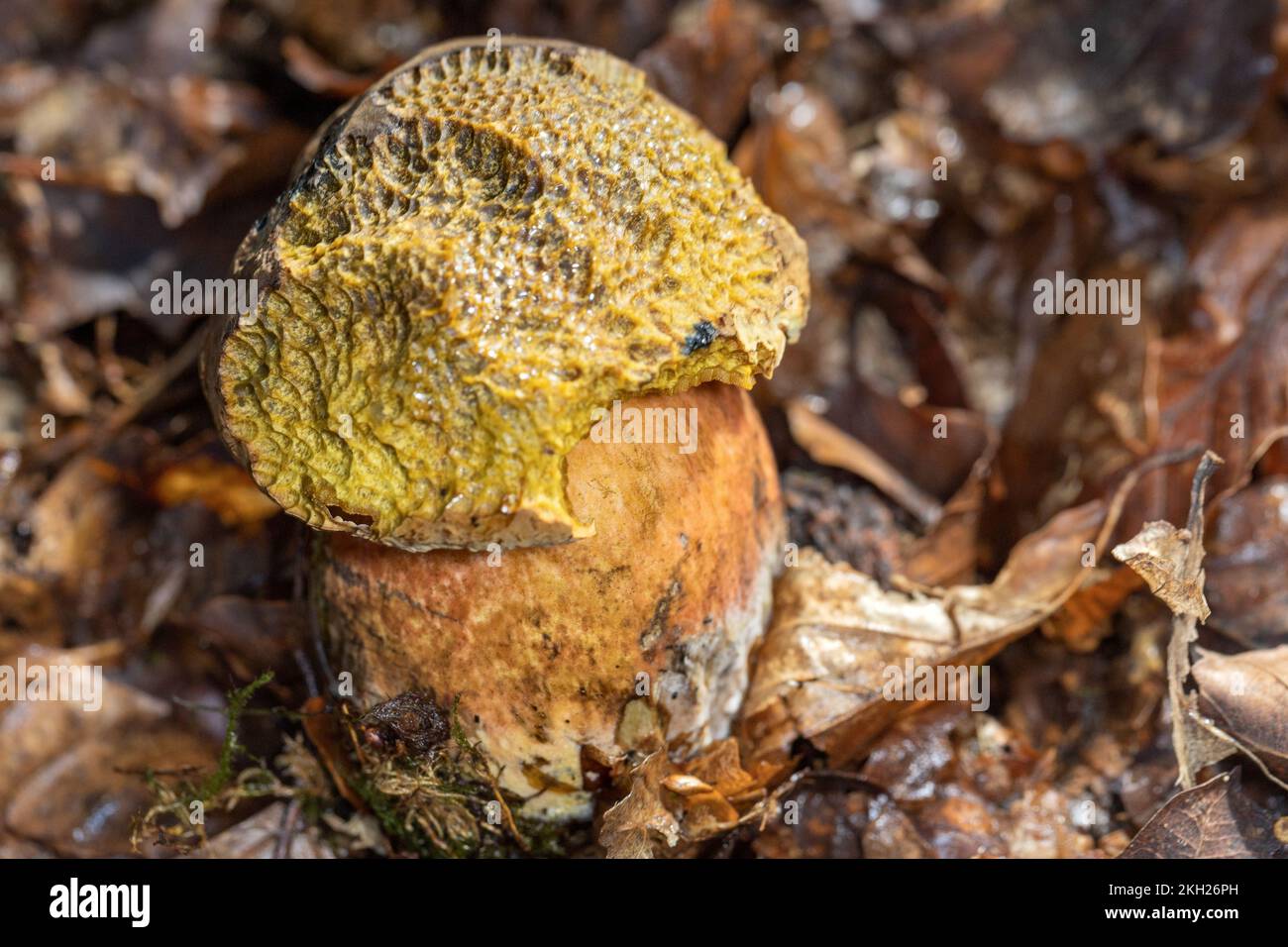 Scarletina bolete, New Forest, Hampshire, Royaume-Uni. Non comestible Banque D'Images