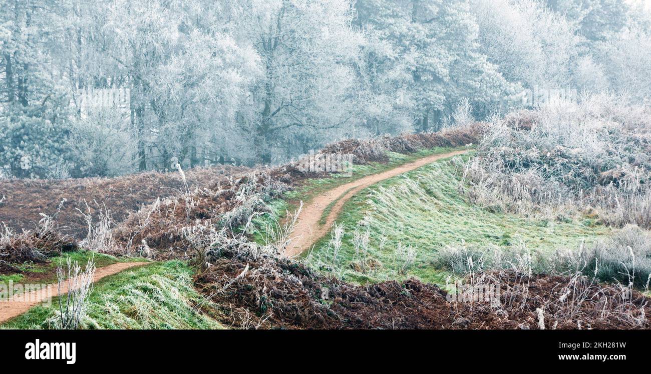Paysage d'hiver Cannock Chase une région d'une beauté naturelle exceptionnelle Banque D'Images