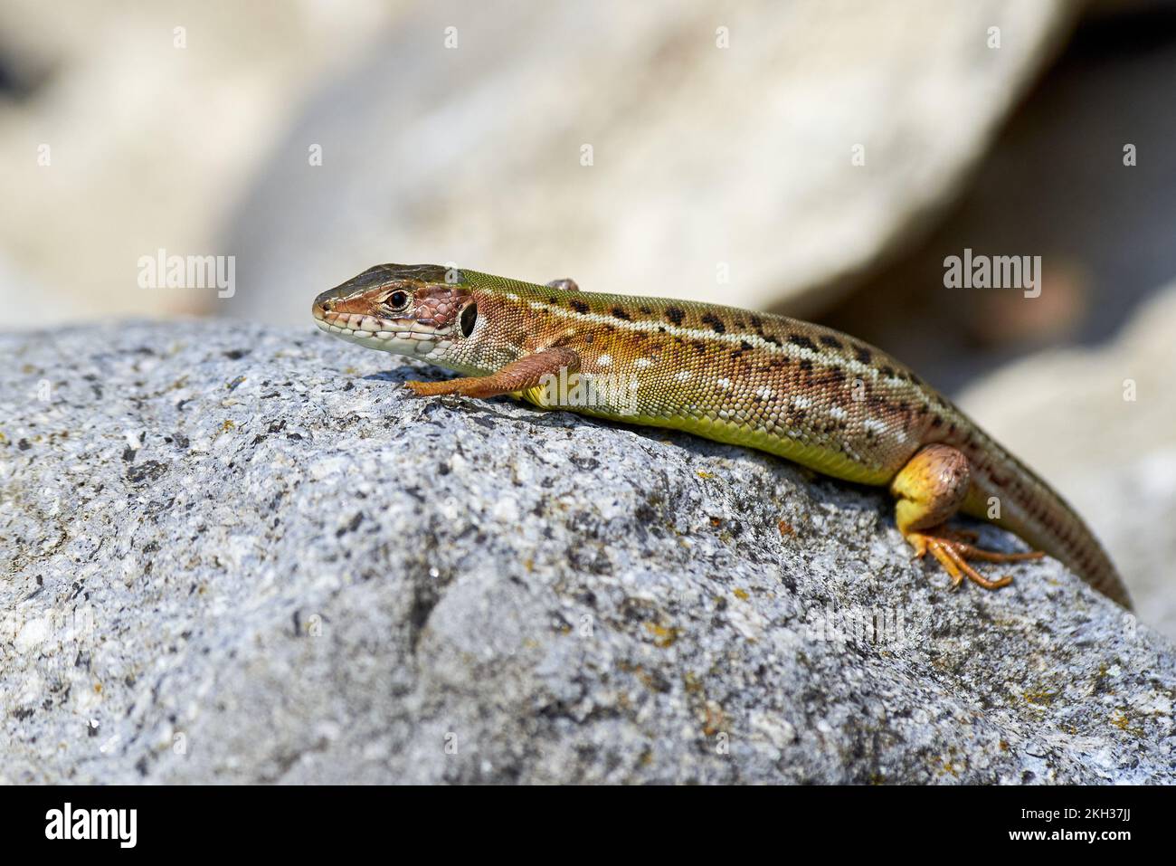 Lézard de sable (Lacerta agilis) se prélassant sur un rocher le matin Banque D'Images