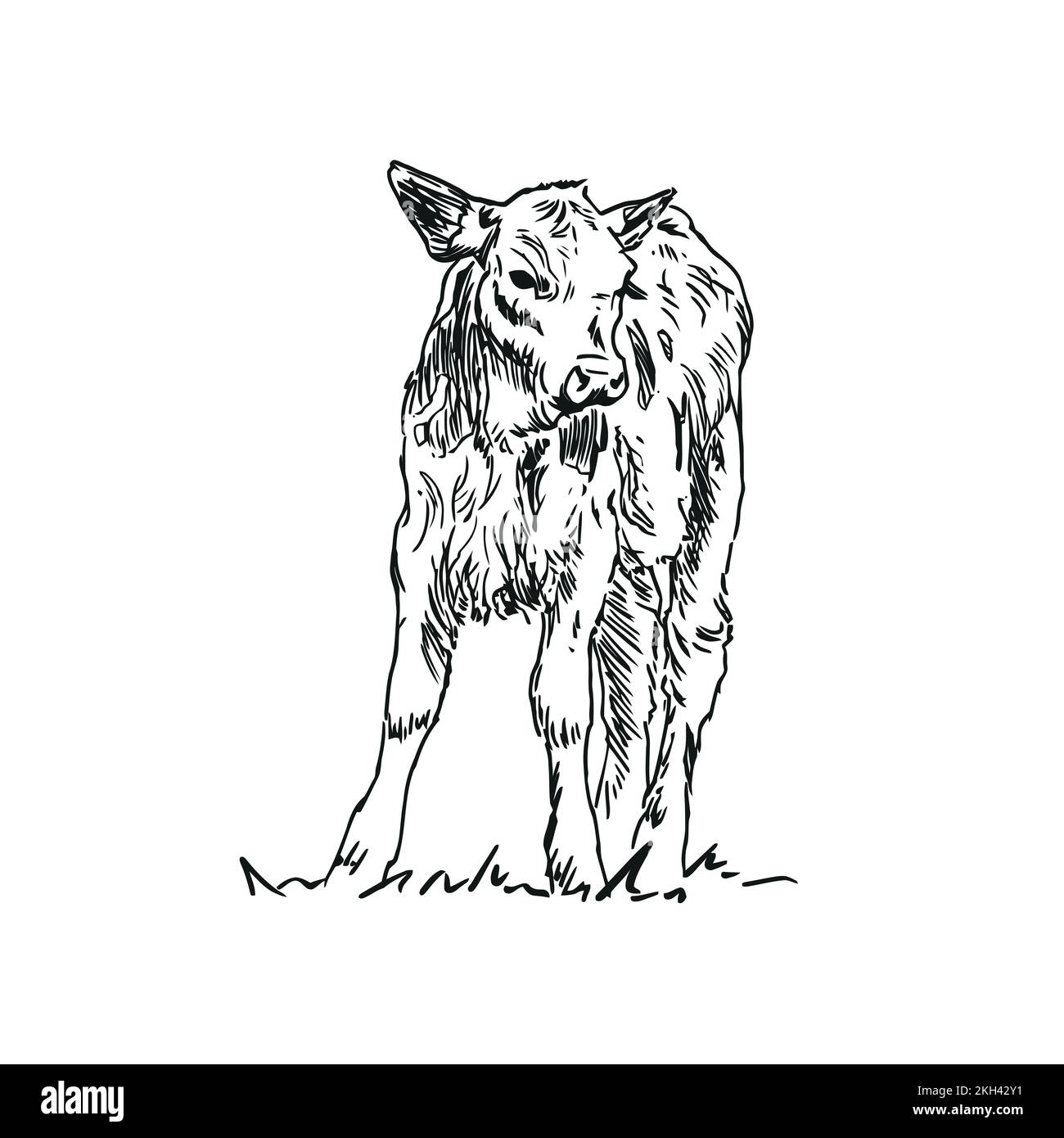 veau - animal de ferme, illustration dessinée à la main Illustration de Vecteur