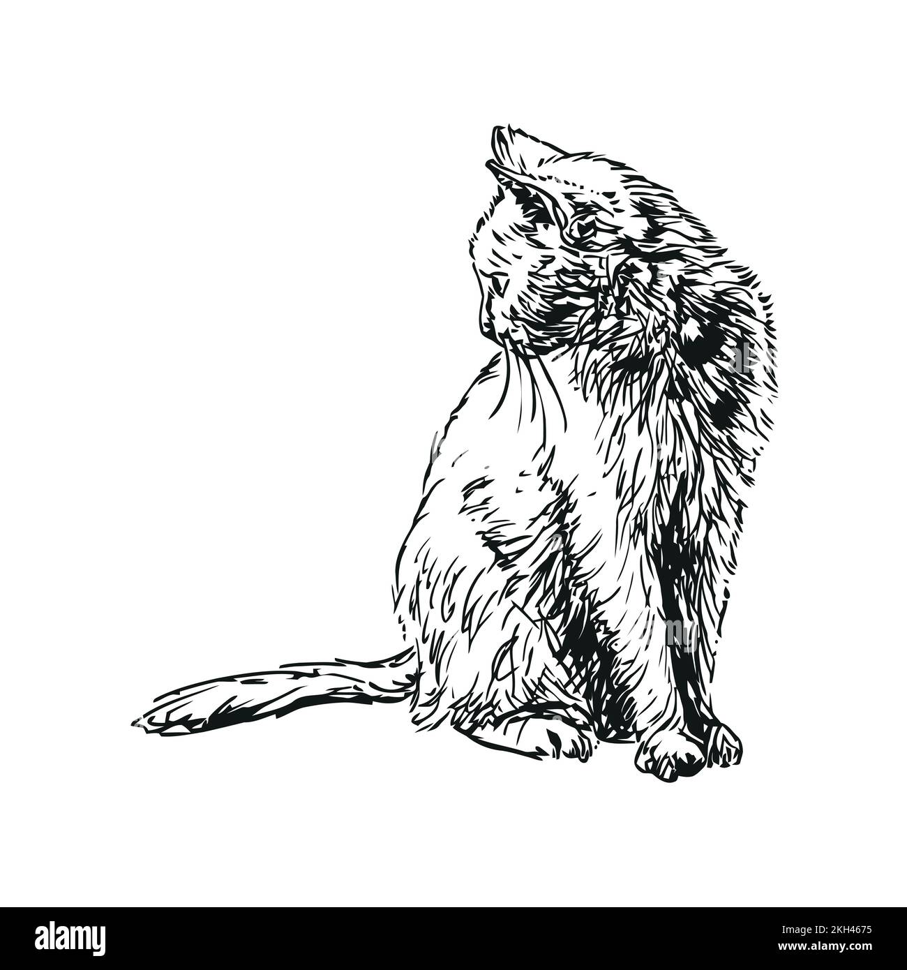 cat - illustration représentant un animal, dessinée à la main Illustration de Vecteur