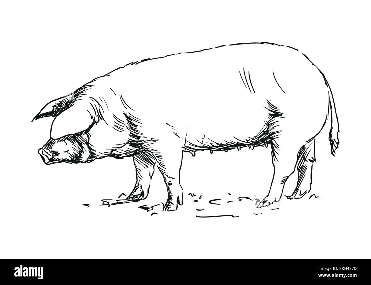 porc - animal de ferme, illustration dessinée à la main Illustration de Vecteur