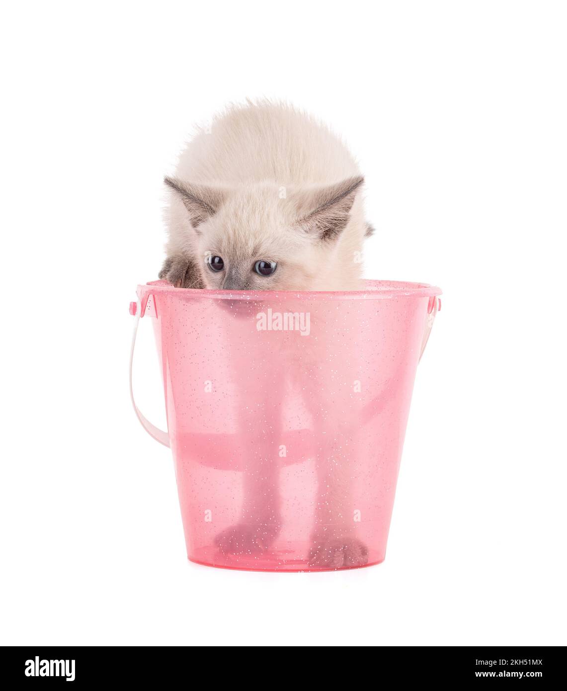 Mignon petit chaton de Birmanie Sacrée de 2 mois dans un seau de plage rose sur fond blanc Banque D'Images