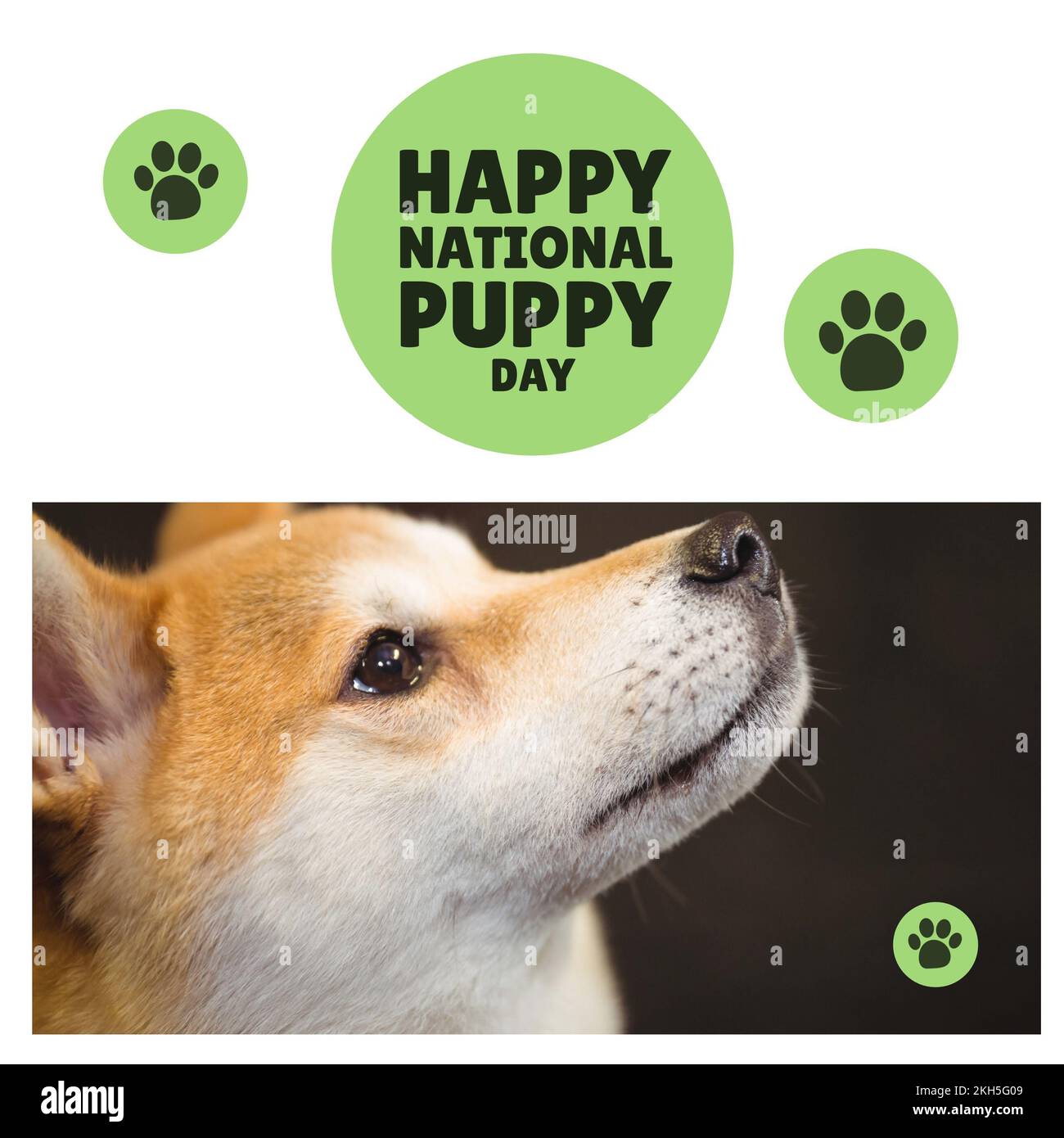 Composition du texte de la bonne journée nationale du chiot sur le chien Banque D'Images