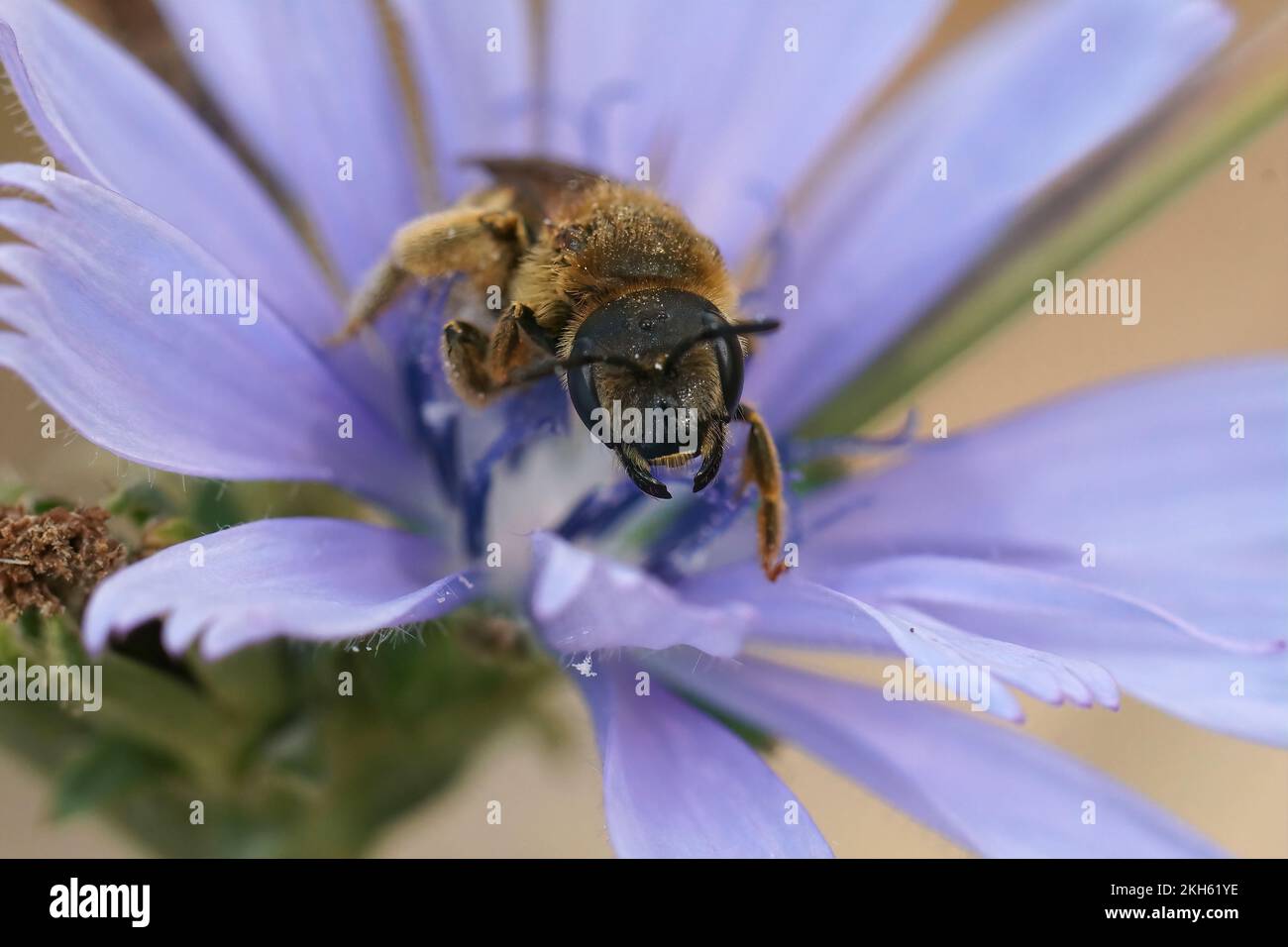 Gros plan coloré sur une femelle de grand sillon bagué, Halictus scabiosae assis dans une fleur de chicorée sauvage bleue Banque D'Images