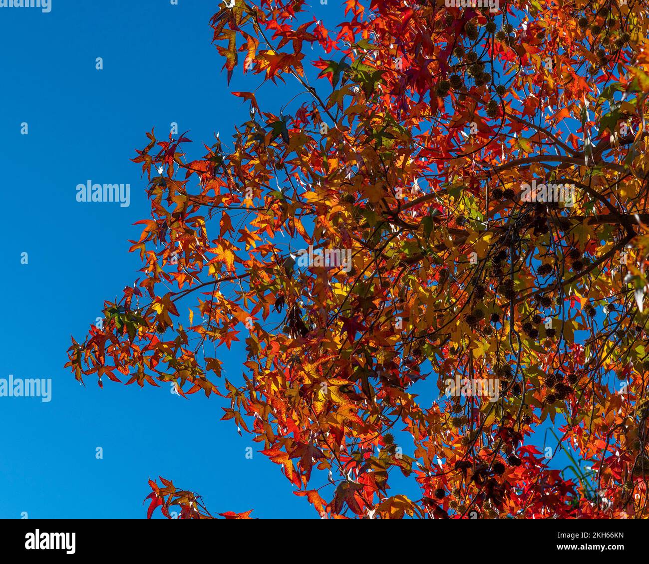 Les feuilles d'automne colorées se prélassent sous le soleil éclatant. Banque D'Images