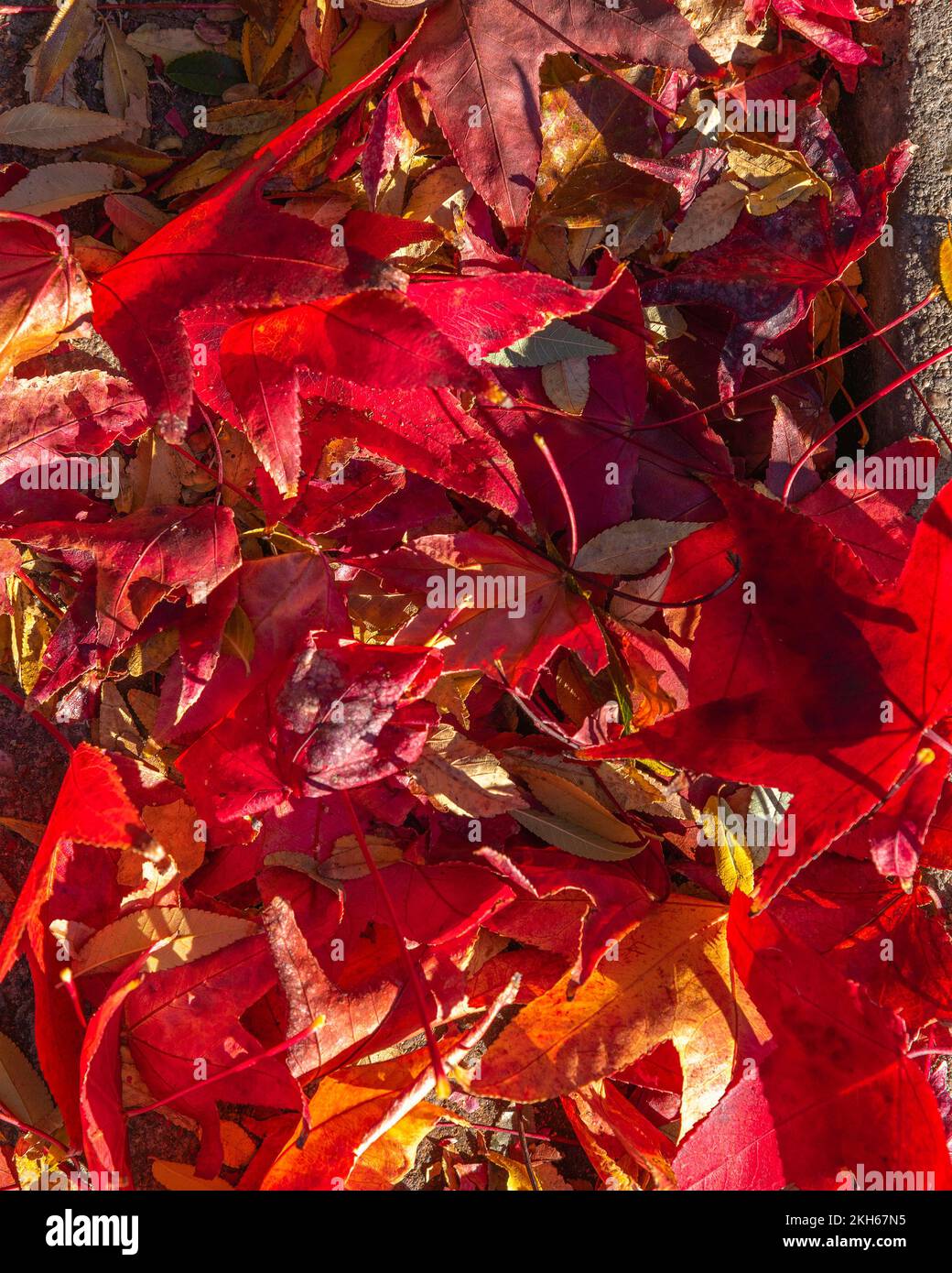 Des feuilles d'automne colorées se trouvent sur le trottoir. Banque D'Images