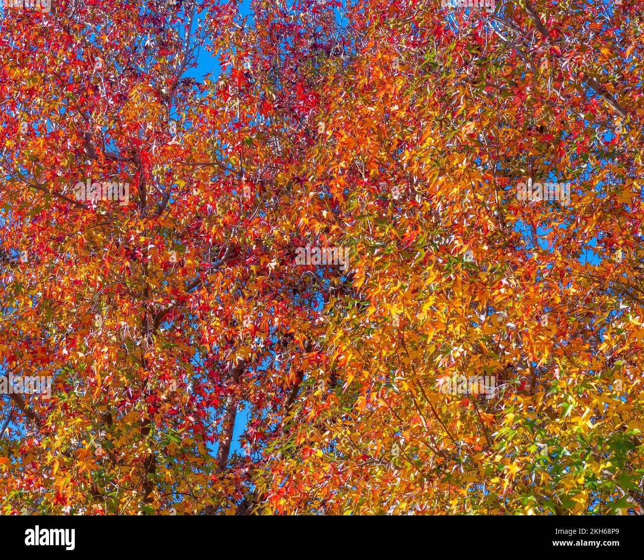 Les feuilles d'automne colorées se prélassent sous le soleil éclatant. Banque D'Images