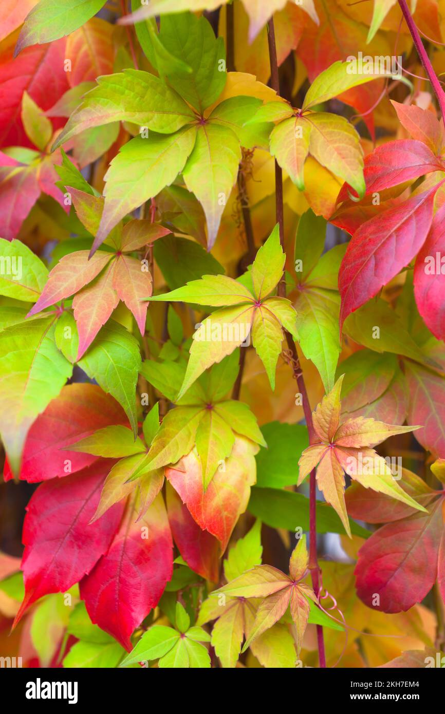 Décor de feuilles d'automne colorées plante d'escalade Banque D'Images