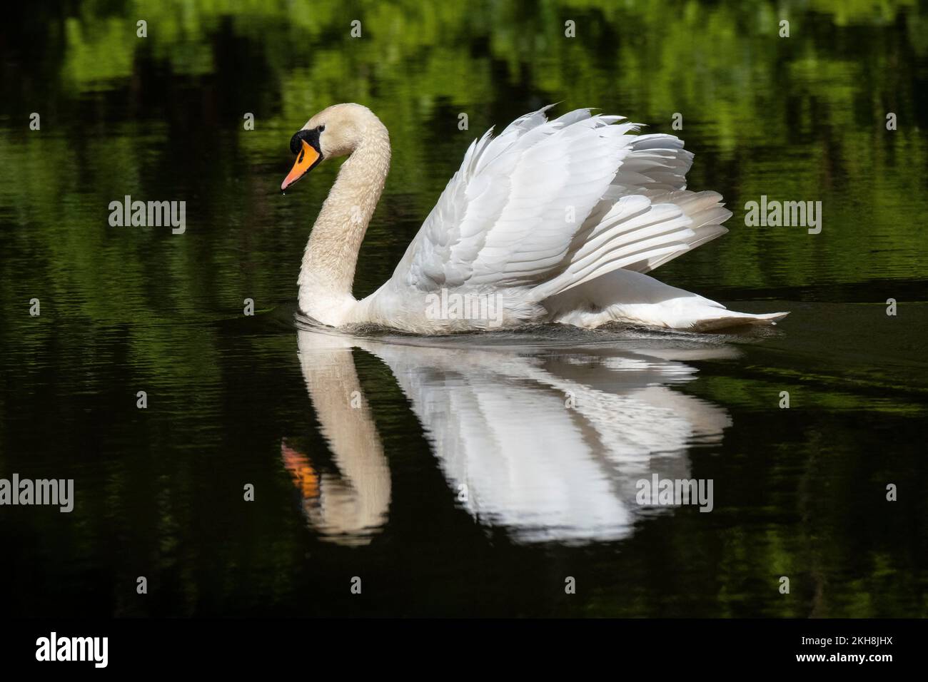 Mâle CoB Mute Swan (Cygnus olor), River Weaver, Cheshire, Angleterre, Royaume-Uni Banque D'Images