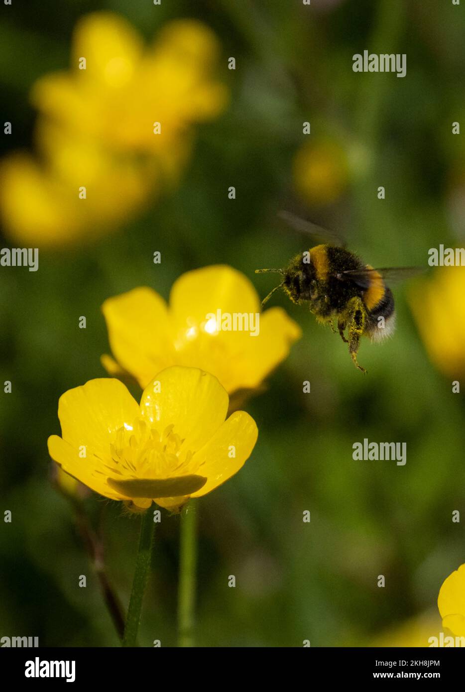Bumblebee à queue blanche (Bombus lucorum) chez Buttercup Meadow, les Uplands, Northwich Woodlands, Cheshire, Angleterre, ROYAUME-UNI Banque D'Images