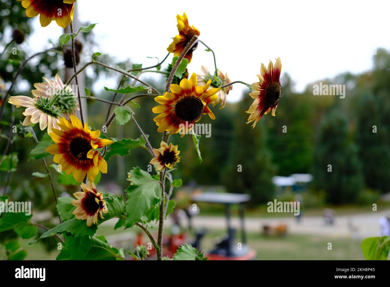 Tournesols au point avec arbres hors point en arrière-plan. L'image a lieu sur une batterie. Banque D'Images