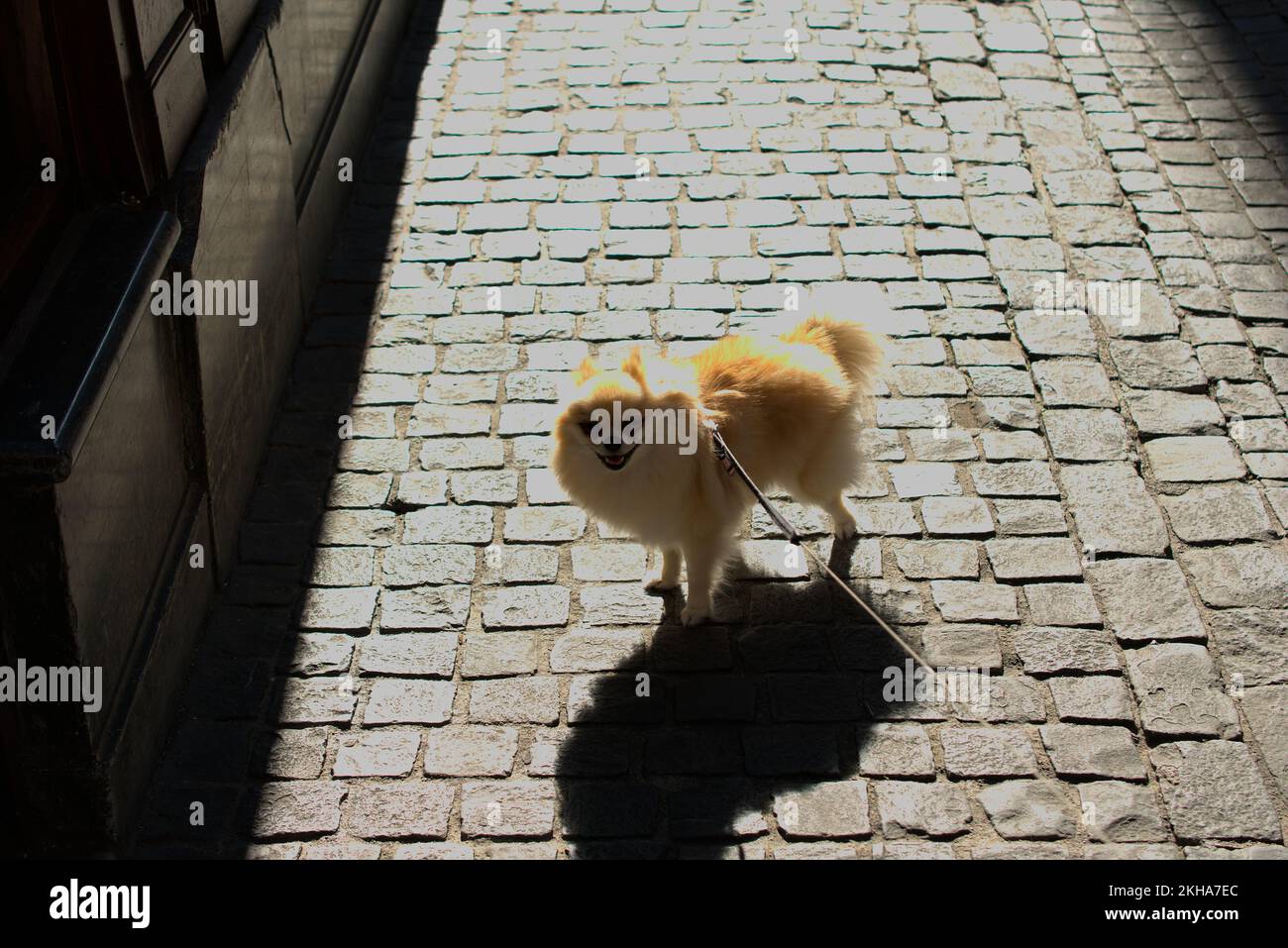 Pomeranian jetant une ombre Banque D'Images
