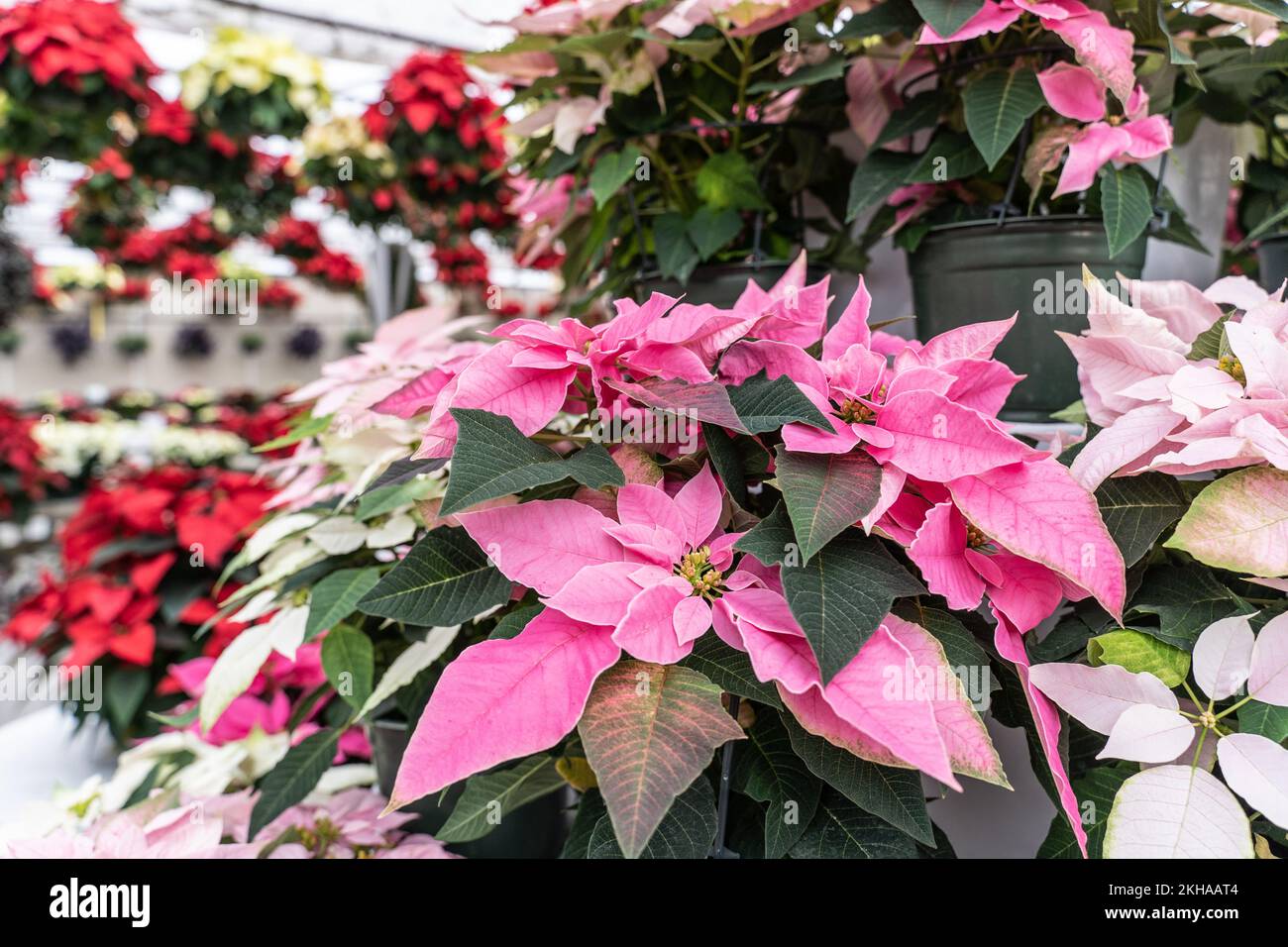De belles plantes de poinsettia roses exposées en serre fleurissent à temps pour la saison des fêtes de Noël. Banque D'Images