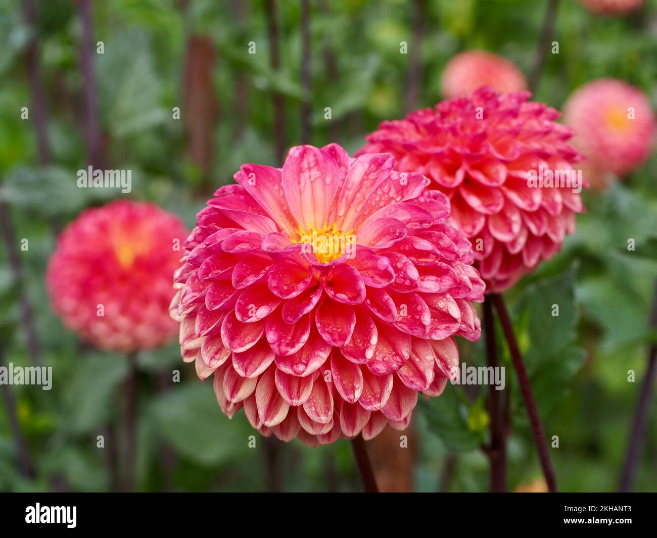 Fleurs de Dahlia dans le jardin Banque D'Images