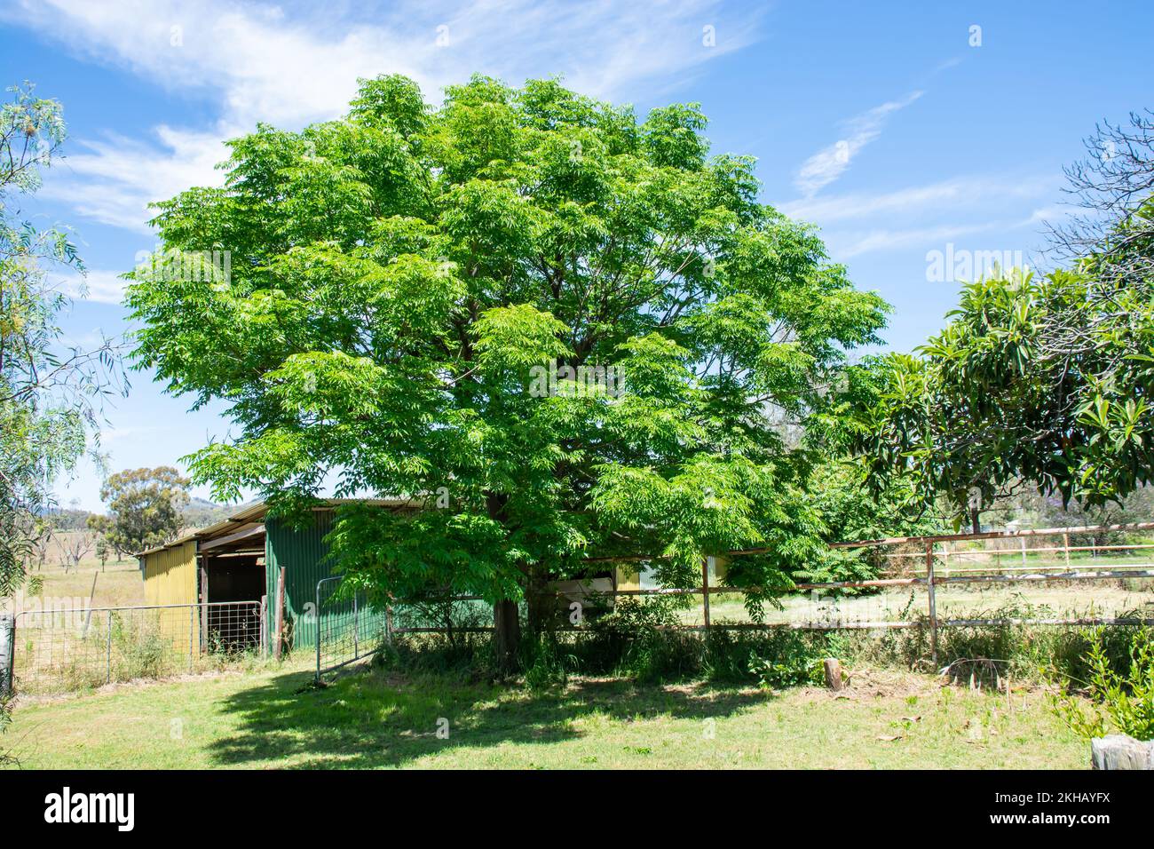 Cèdre blanc au printemps, Melia azedarach. Banque D'Images