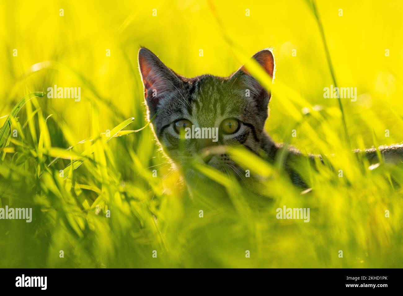 Chat domestique européen, en haute herbe avec dos clair, maquereau brun-noir, chaton photographié dans le jardin, canton de Berne Suisse Banque D'Images