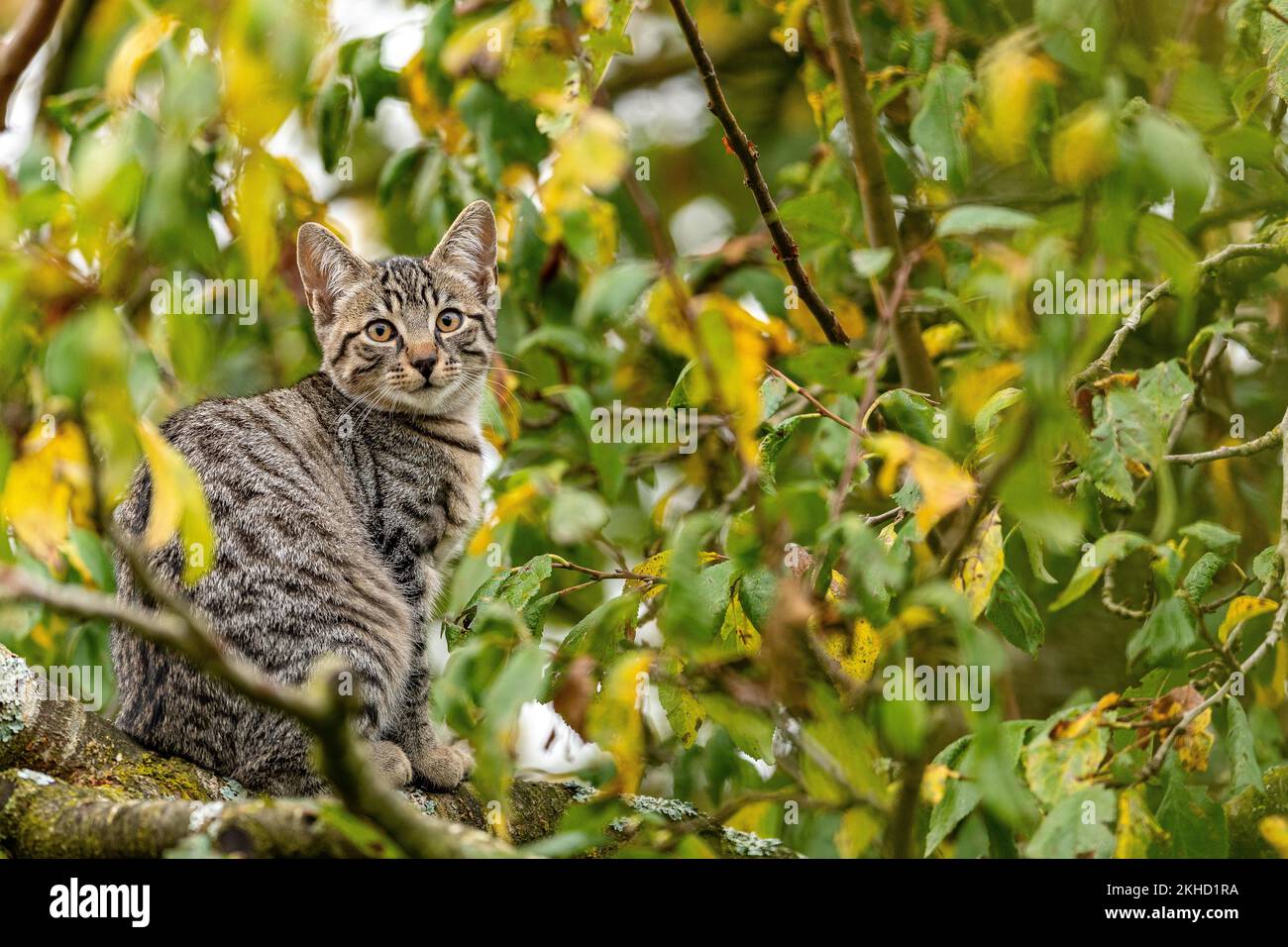 Chat domestique européen, assis sur la branche dans un pommier, tabby brun-noir, chaton photographié dans le jardin, canton de Berne Suisse Banque D'Images