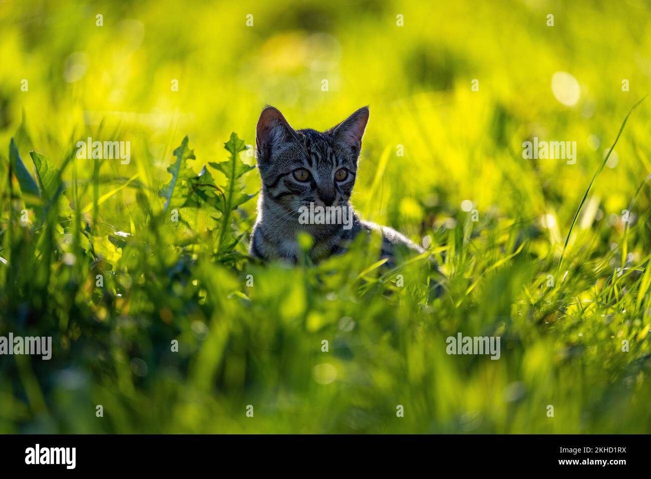 Chat domestique européen, en haute herbe avec dos clair, maquereau brun-noir, chaton photographié dans le jardin, canton de Berne Suisse Banque D'Images