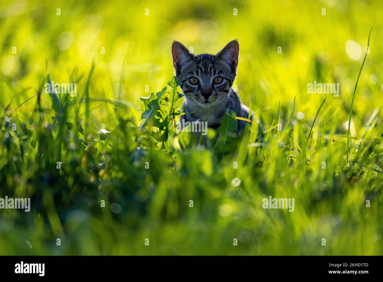 Chat domestique européen, en haute herbe avec dos clair, maquereau brun-noir, chaton photographié dans le jardin, canton de Berne Suisse Banque D'Images