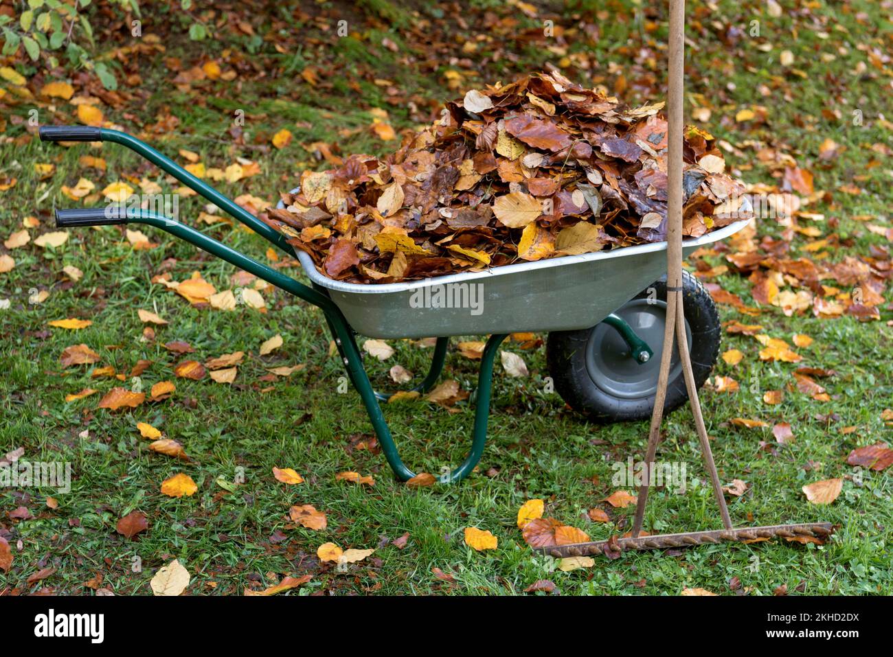 Feuilles d'automne en brouette avec vieux râteau dans le jardin, râteau de foin avec dents en bois, feuilles de couleur automnale, feuillage, Allemagne, Europe Banque D'Images