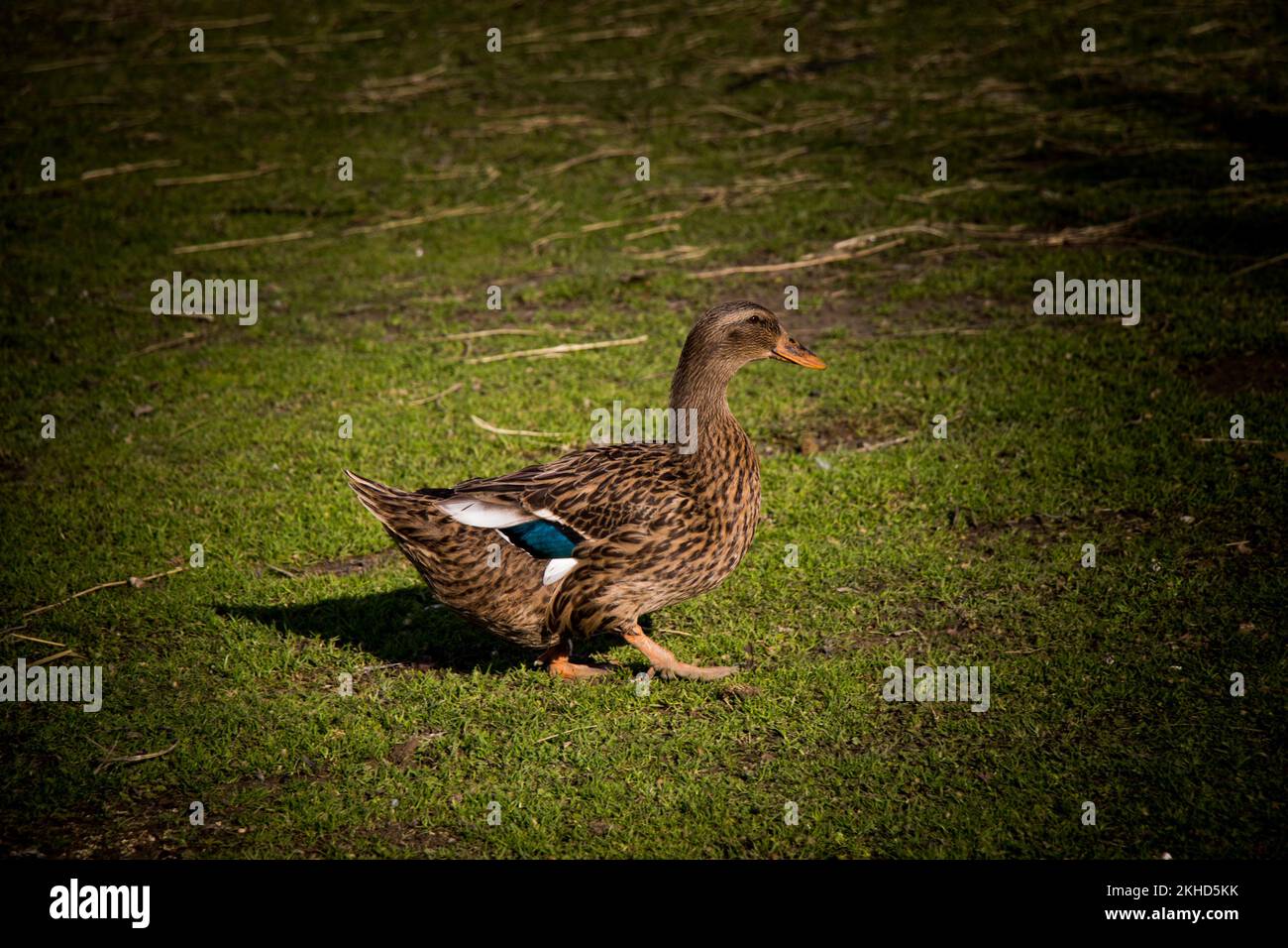 Marche de canard domestique dans leur domaine Banque D'Images